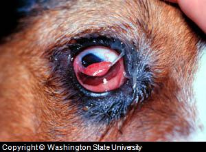 canine cherry eye