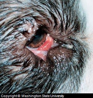 canine cherry eye