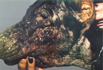 dog scabies pictures