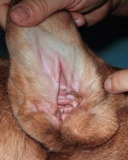 dog ear