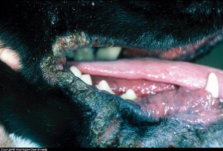 dog skin infections