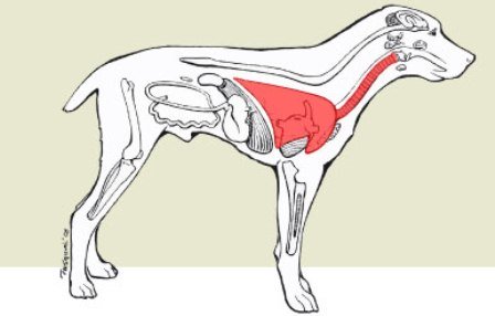 dog kennel cough symptoms