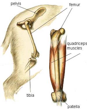 picture dog hip joint