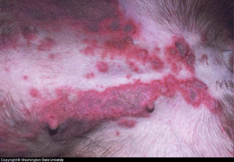 Superficial bacterial skin infection on the abdomen of a Labrador Retriever