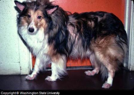 dog skin rash dog skin rash