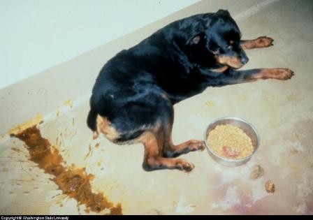 dog vomiting diarrhea