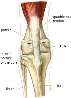 dog knee injuries