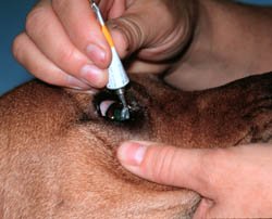 dog eye care