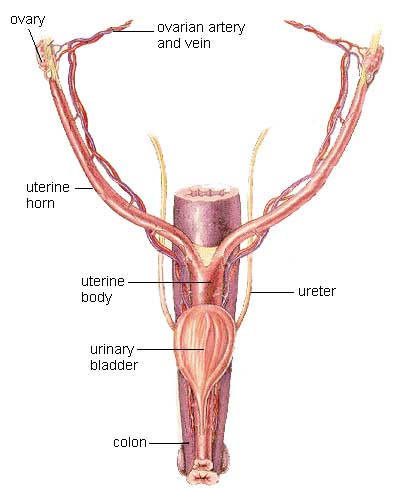 female dog incontinence