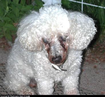 canine eye diseases photos