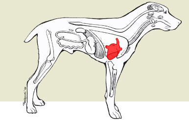 heartworm signs