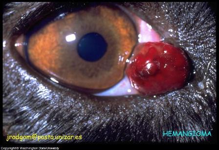 dog eye diseases photo