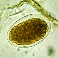 hook worms in dogs egg picture