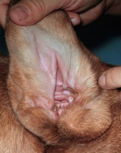 dog ear itch