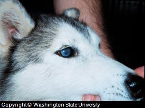 eye tumor dog