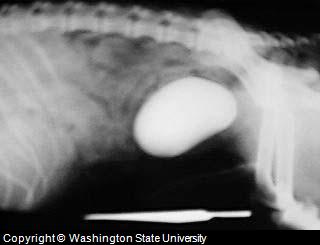 canine bladder stone