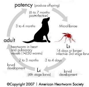 heartworm life cycle