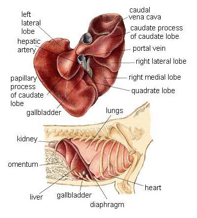 dog health liver