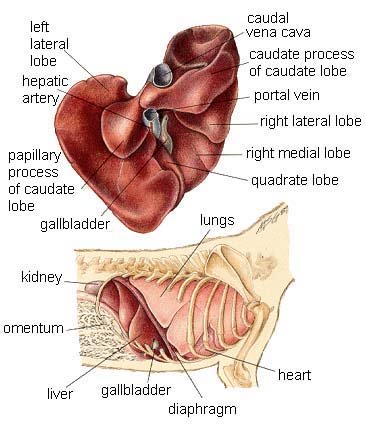 canine liver shunt