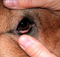 dog conjunctivitis