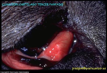 dog eye problem