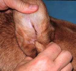 home remedies for canine ear mites
