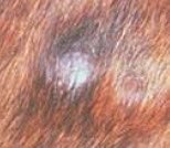 picture of dog skin disorders