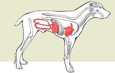 parvo dog symptoms