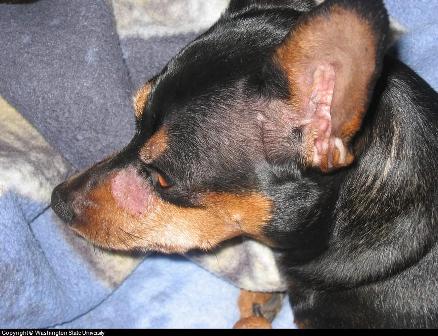 ringworm dog face ringworm dog face