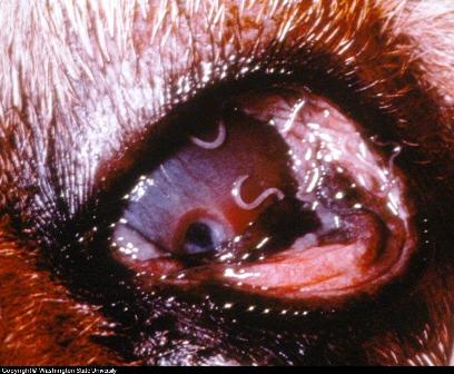 canine eye disease photos