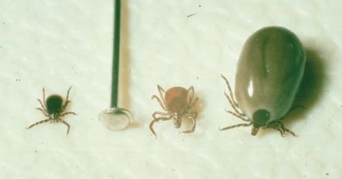 pciture of ticks