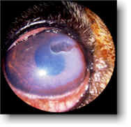 dog corneal ulcer picture