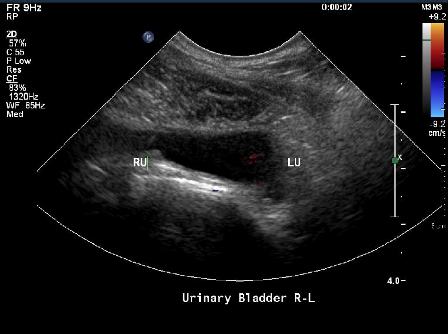 urinary incontinence in dogs