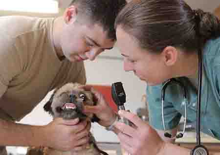 veterinary examination