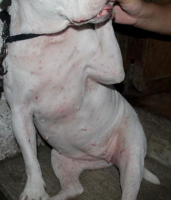 american bulldog skin problems cure