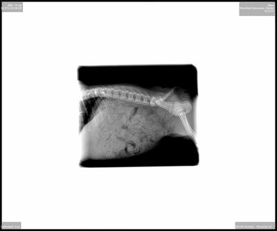 her x-ray taken on 11-5-12 d.o.b. 8/23/12