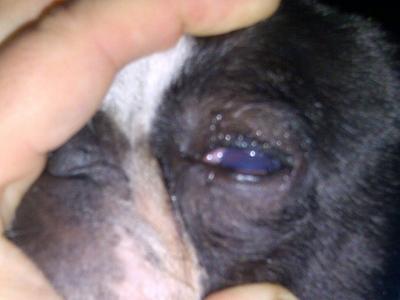 buster tonight after 2 vet visits