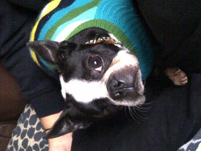 buster last monday before vet