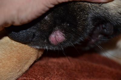 Red Welt on Dog Snout When First Appeared