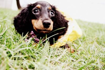 dora eye two