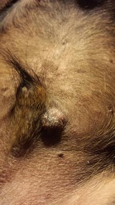 Dog Skin Mass or Cyst