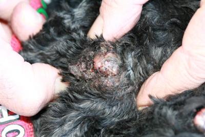 Dog Skin Issue Picture