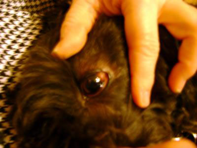 Dog Eye Cyst, Tumor or Abscess