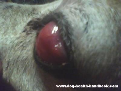 Dog Eye Tumor or Mass in Basset Hound