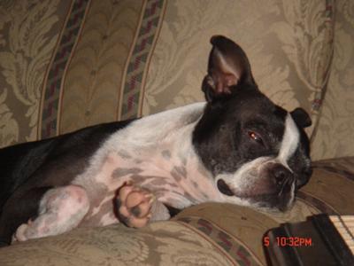 Boston Terrier Suffering From Hypothyroidism Related Weight Loss