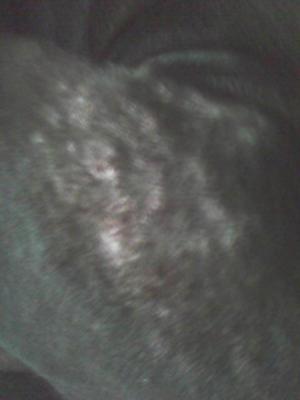 Picture Dog Skin Bumps on  Shiloh