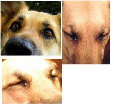 German Shepard Does Not Open Eyes Requires a trip to the Veterinary Emergency Roorm for a dog eye exam
