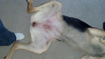 German Shepherd With Skin Condition