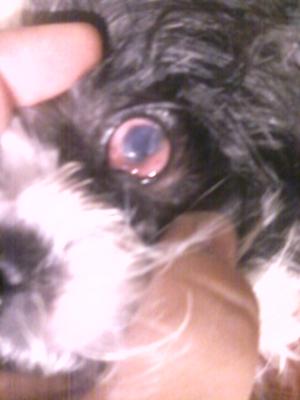 Picture Puppy Eye Disorder or Injury