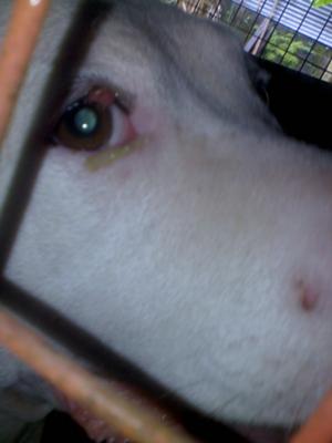 Dog Eye Tumor